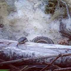 Western Terrestrial Garter Snake thumbnail 4
