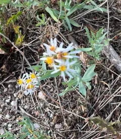 blueleaf aster thumbnail 2