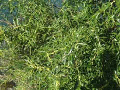 Violet Willow thumbnail 4