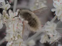 Anastoechus barbatus thumbnail 4