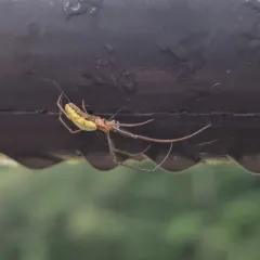 Silver Long-jawed Orbweaver thumbnail 3