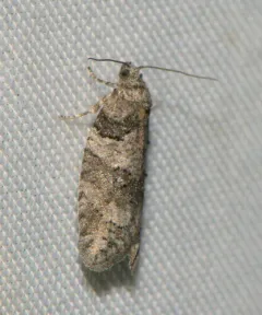 Gray-marked Tortricid thumbnail 2