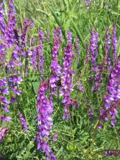 Fine-leaved Vetch thumbnail 4
