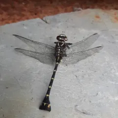 Zebra Clubtail thumbnail 4