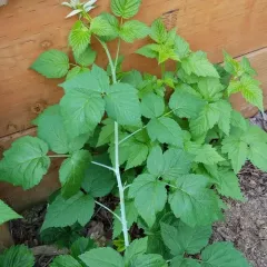 whitebark raspberry thumbnail 3