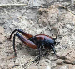 Robust Camel Cricket thumbnail 3