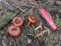 Lactarius badiosanguineus thumbnail 2