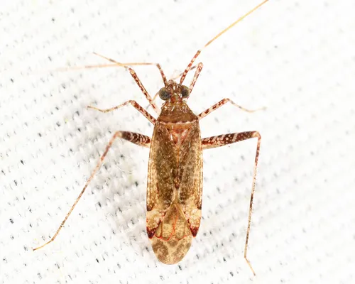 Phytocoris quercicola