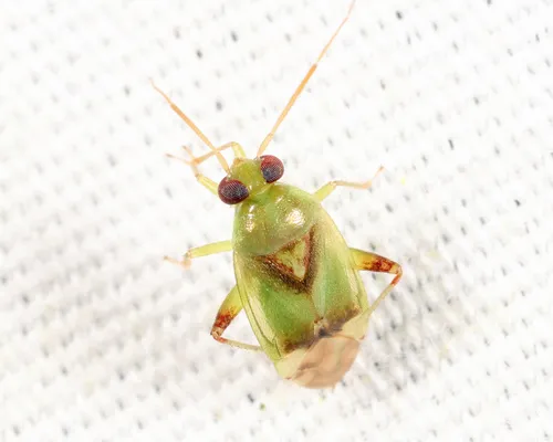Dagbertus fasciatus