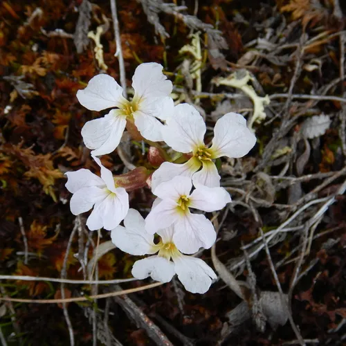 Naked-stemmed Wallflower