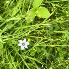 strict blue-eyed grass thumbnail 3
