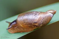 Slender Amber Snail thumbnail 1