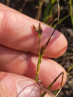 Long-beaked Bald-rush thumbnail 4