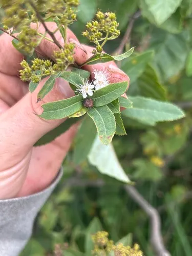 Contarinia clarkei