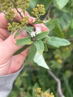 Contarinia clarkei thumbnail 1
