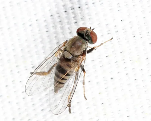 Platypeza anthrax