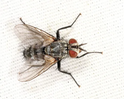 European Tachinid Fly