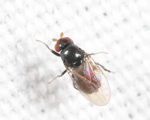 Bitheca steyskali