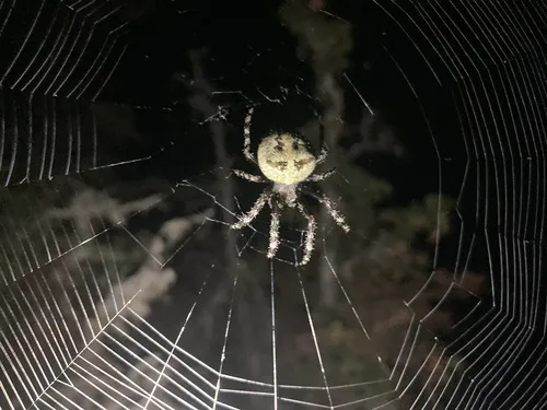 Araneus andrewsi
