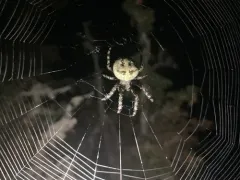 Araneus andrewsi thumbnail 1