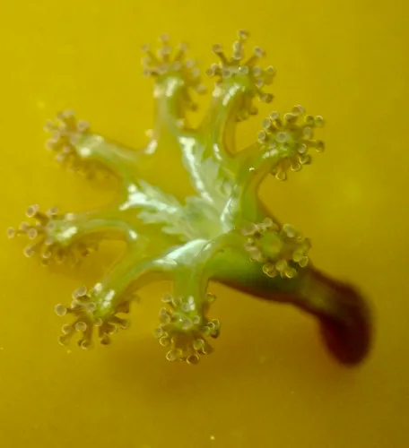 Craterolophus convolvulus
