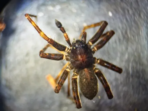 Glacier Bay Wolf Spider
