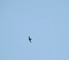 Black Swift thumbnail 4