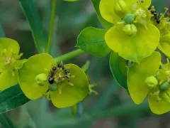 Bog Odorous Ant thumbnail 2