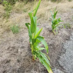 Maize thumbnail 4