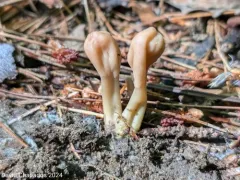 Olive Earthtongue thumbnail 4