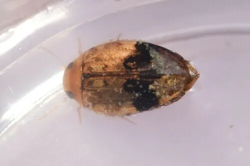 Laccophilus fasciatus