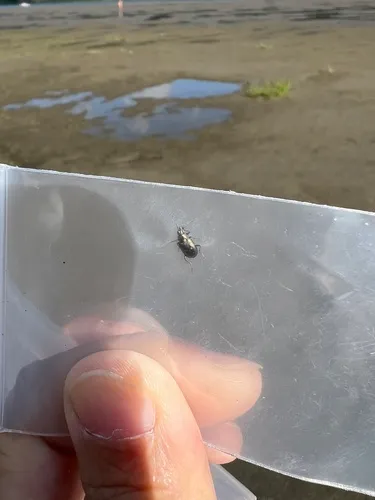 Bembidion lapponicum