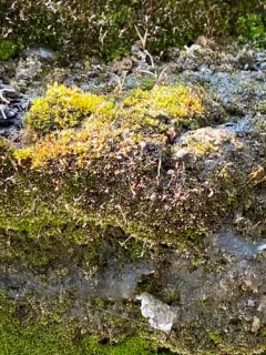 Hook-beak Tufa-moss thumbnail 3