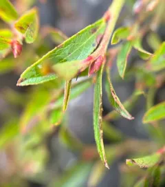 Northern Blueberry thumbnail 4