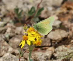 Mead's Sulphur thumbnail 3