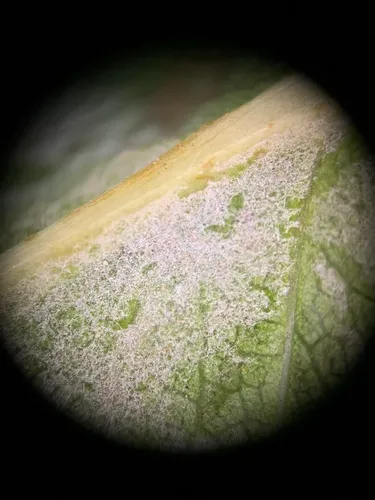 Phyllactinia pyri-serotinae