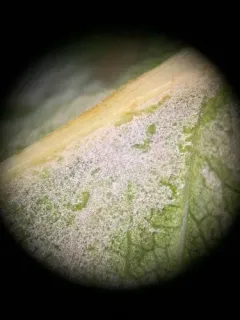 Phyllactinia pyri-serotinae thumbnail 1