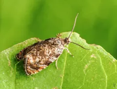 Pristerognatha agilana thumbnail 4