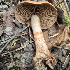 red-banded webcap thumbnail 4
