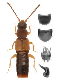Philhygra clemens thumbnail 2