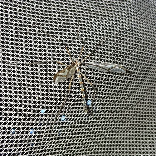 Giant Eastern Crane Fly
