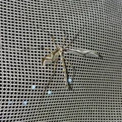 Giant Eastern Crane Fly thumbnail 1