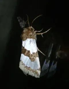 Chrysellus Flower Moth thumbnail 4