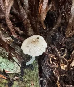 Bolbitius aleuriatus thumbnail 2