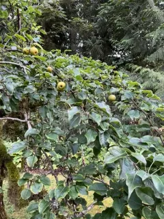 Asian Pear thumbnail 2