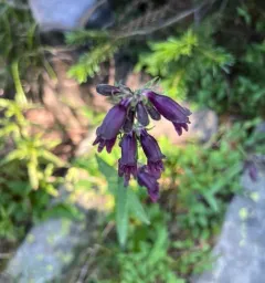 Whipple's penstemon thumbnail 4