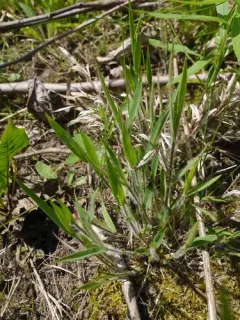 white-hair rosette grass thumbnail 4