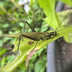 Forbes' Tree Cricket thumbnail 3