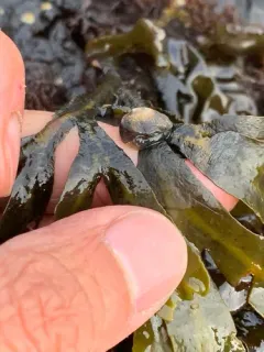 Carpenter's False Limpet thumbnail 2