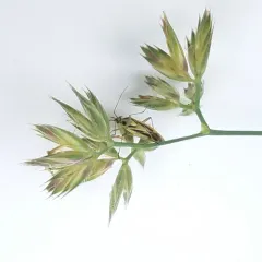 Two-spotted Grass Bug thumbnail 3